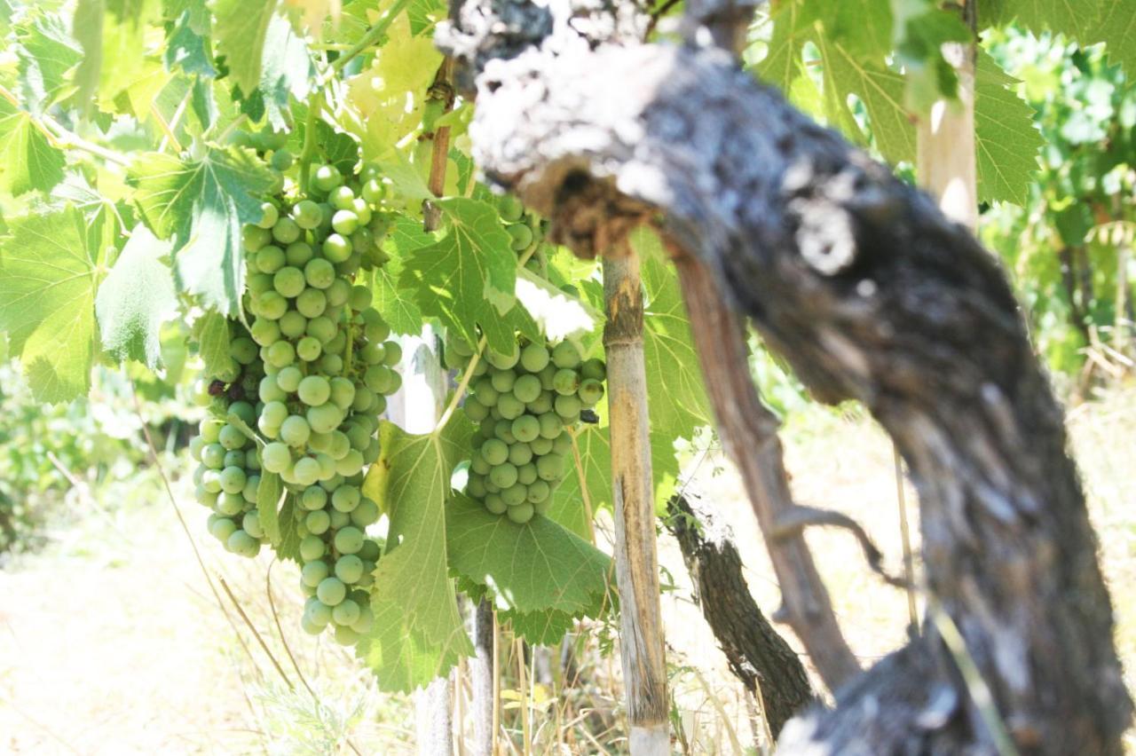Вилла Poderi Lenzi Лукка Экстерьер фото